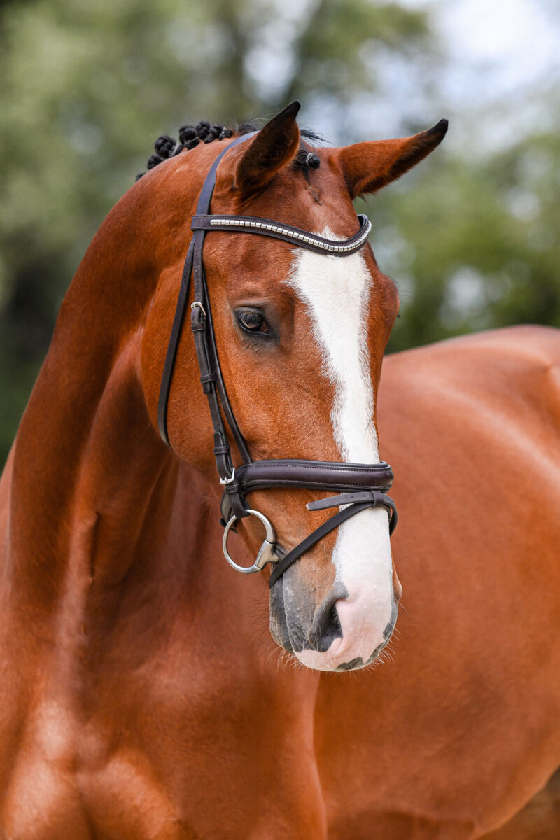 DSC 2175 Kopie scaled - Chenoa Blue