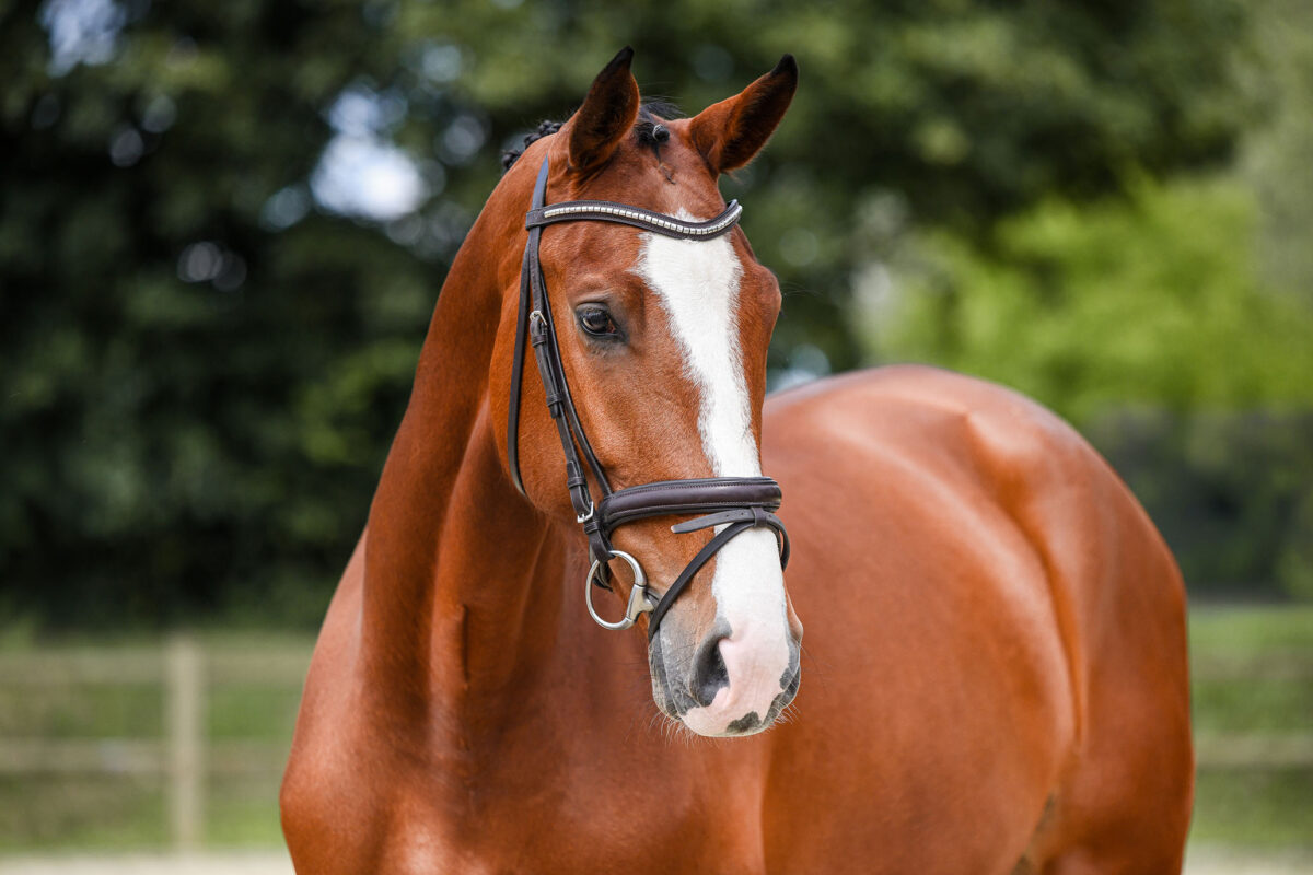 DSC 2189 Kopie scaled - Chenoa Blue