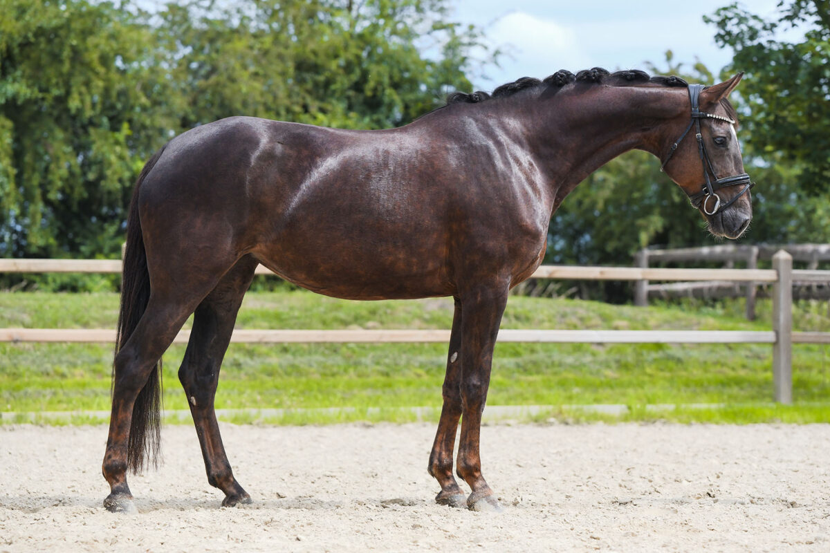 DSC 2343 Kopie scaled - Frieda