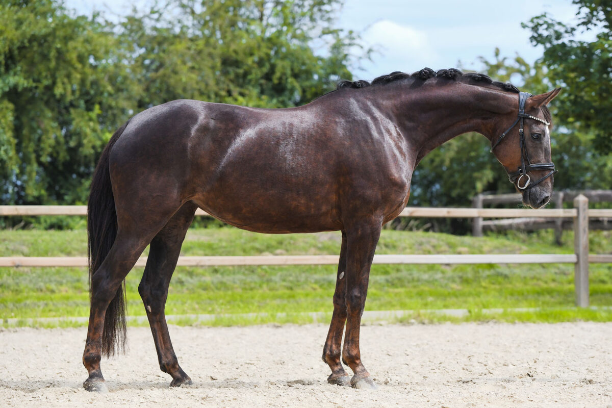 DSC 2344 Kopie scaled - Frieda