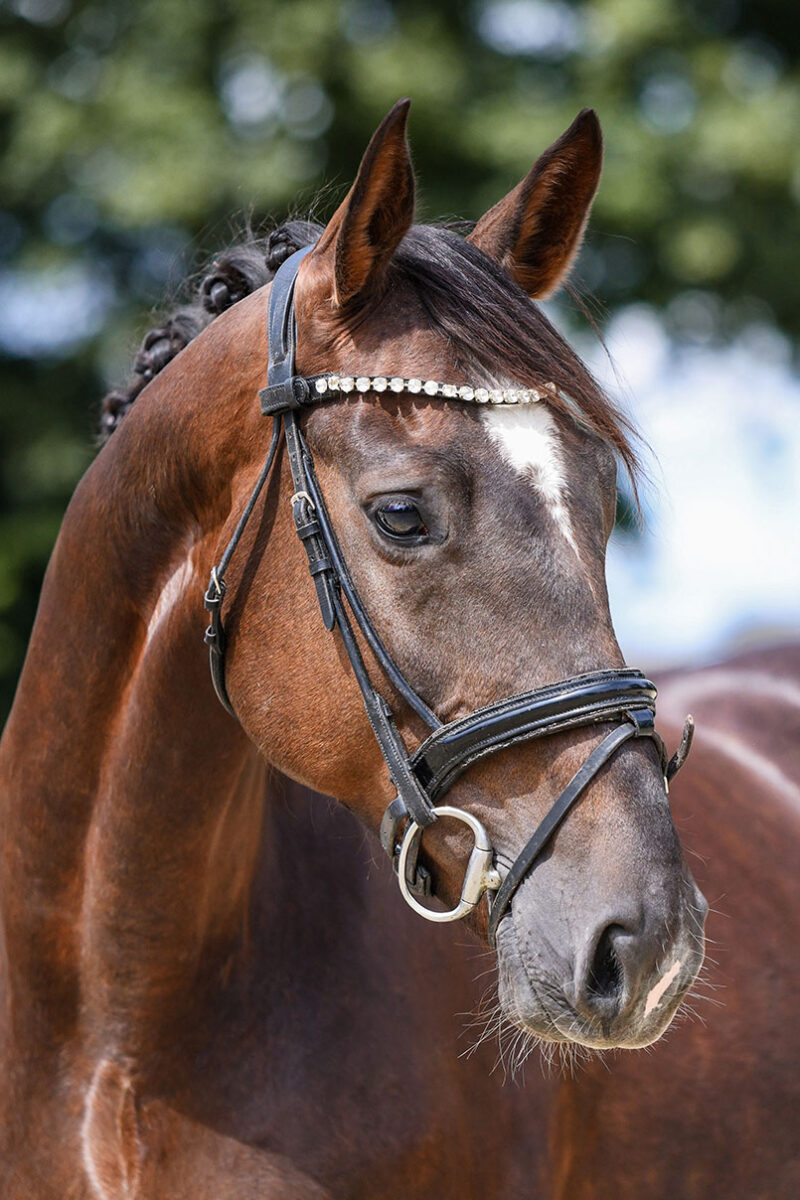DSC 2412 Kopie scaled - Frieda