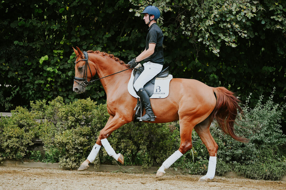 DSC 8254 scaled - Franz