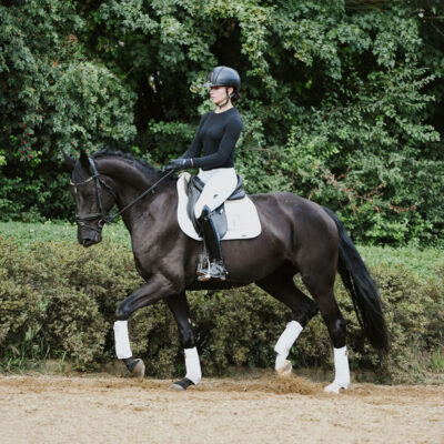 DSC 8568 Kopie scaled 400x400 - Sportpferde